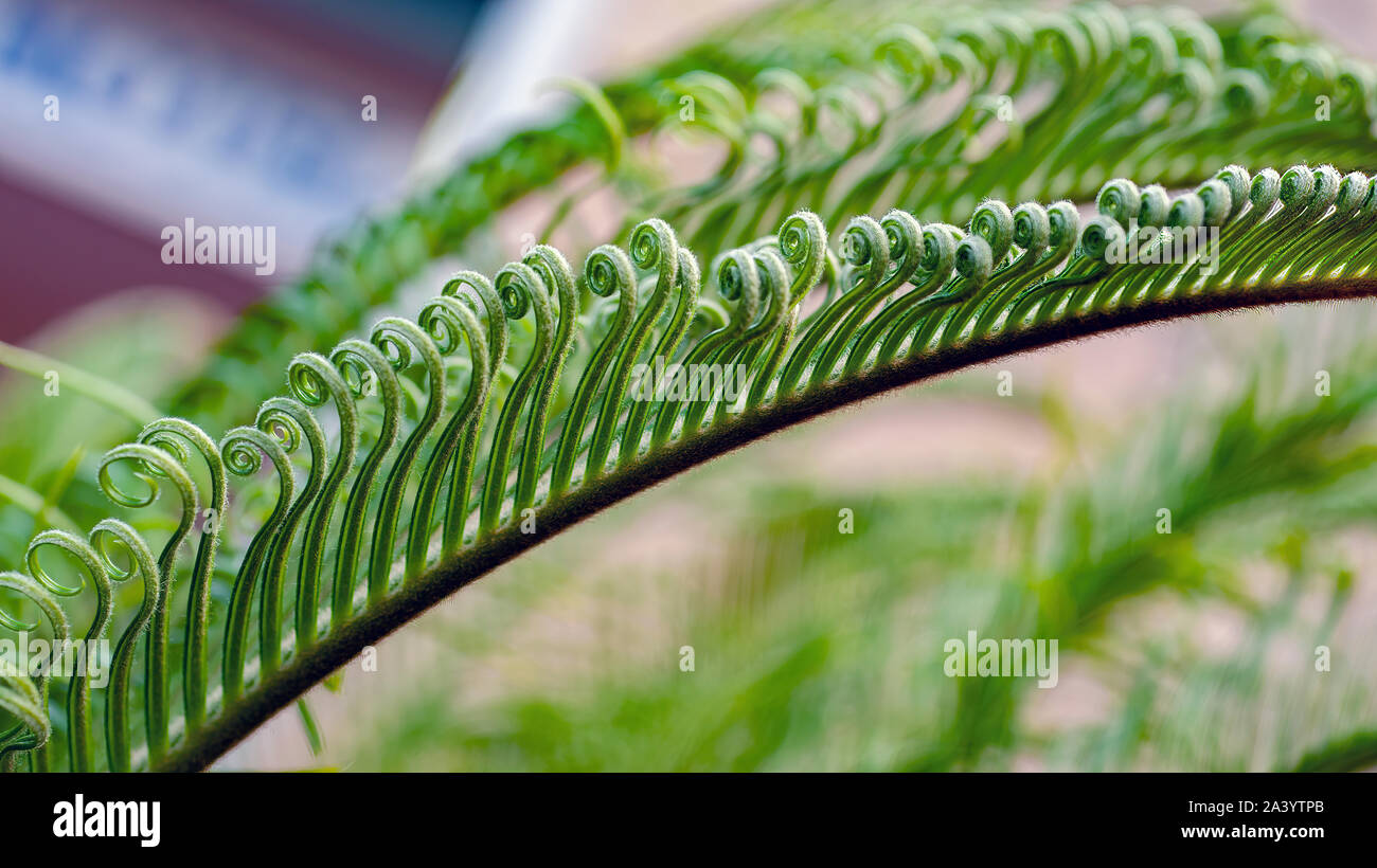 Closeup of the foliage of the Japanese Sago Palm showing the curl in the leaves before the frond fully sforms Stock Photo
