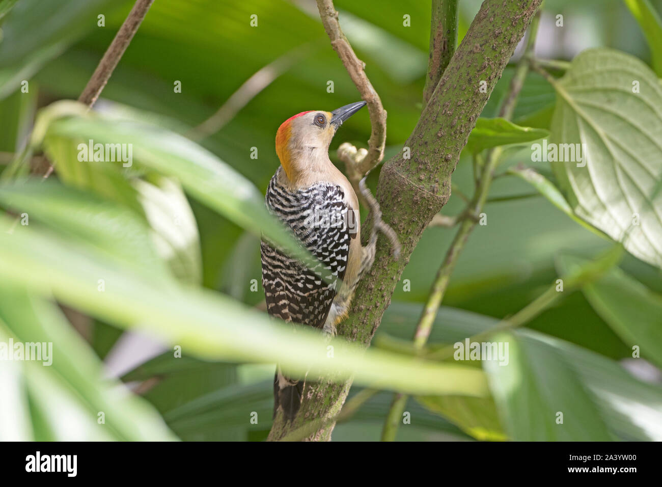 Hoffmanns Woodpecker in the Trees near Arenal Volcano National Park in Costa Rica Stock Photo
