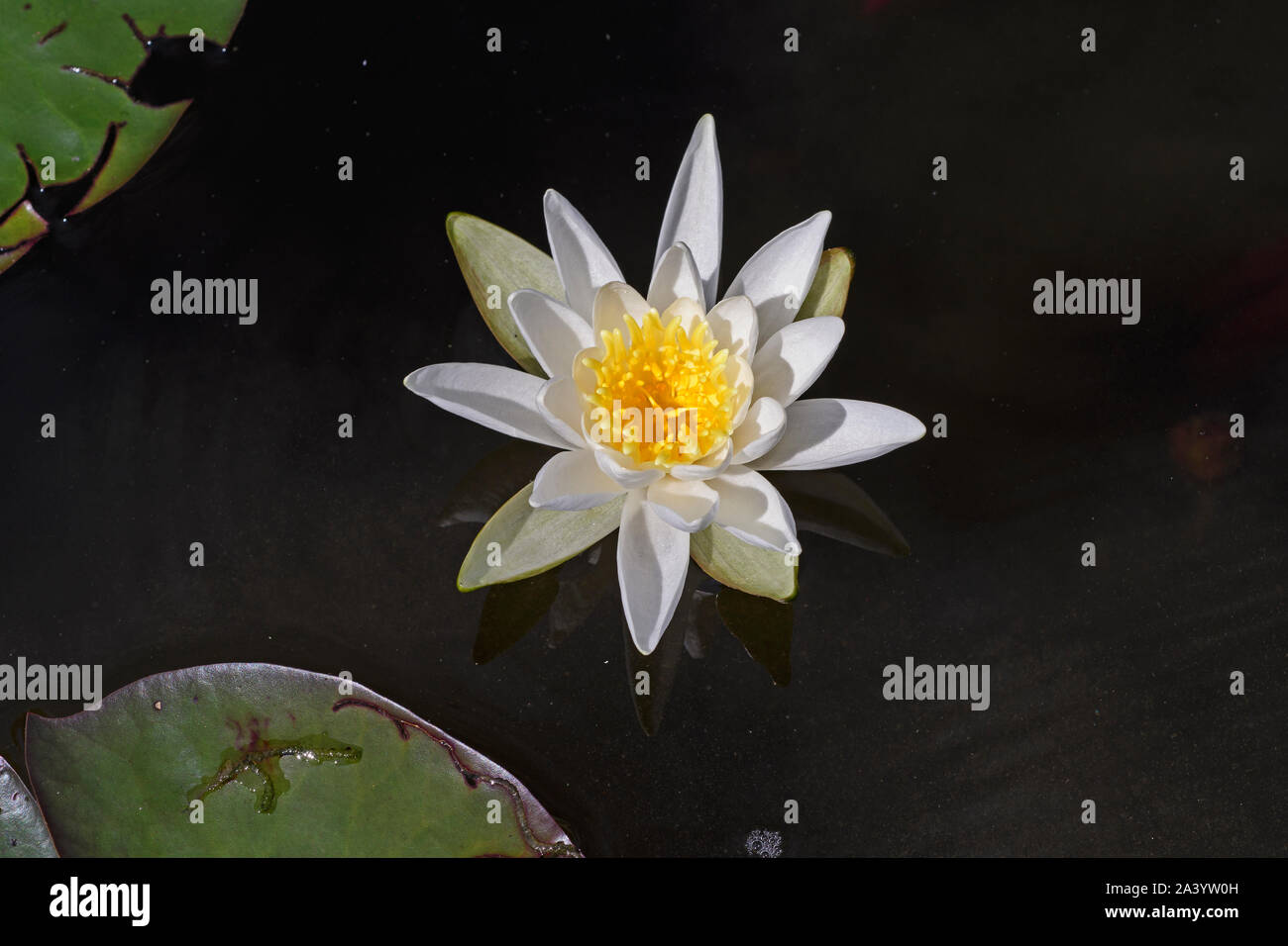 White Water Lily in a Quiet Pond in the Boundary Waters in Minnesota