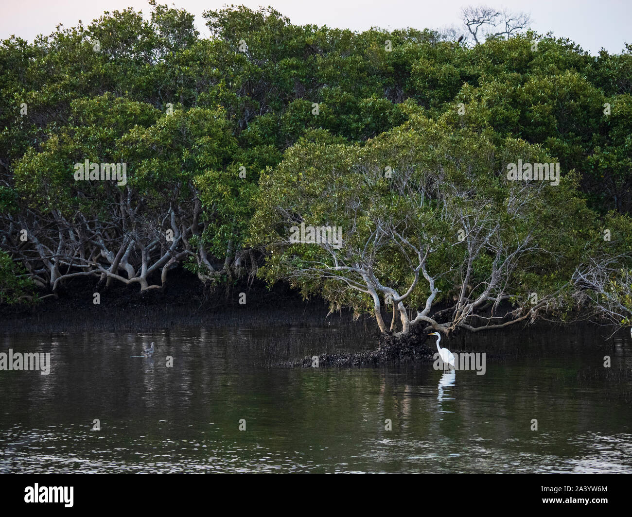 Egret standing in river by trees Stock Photo