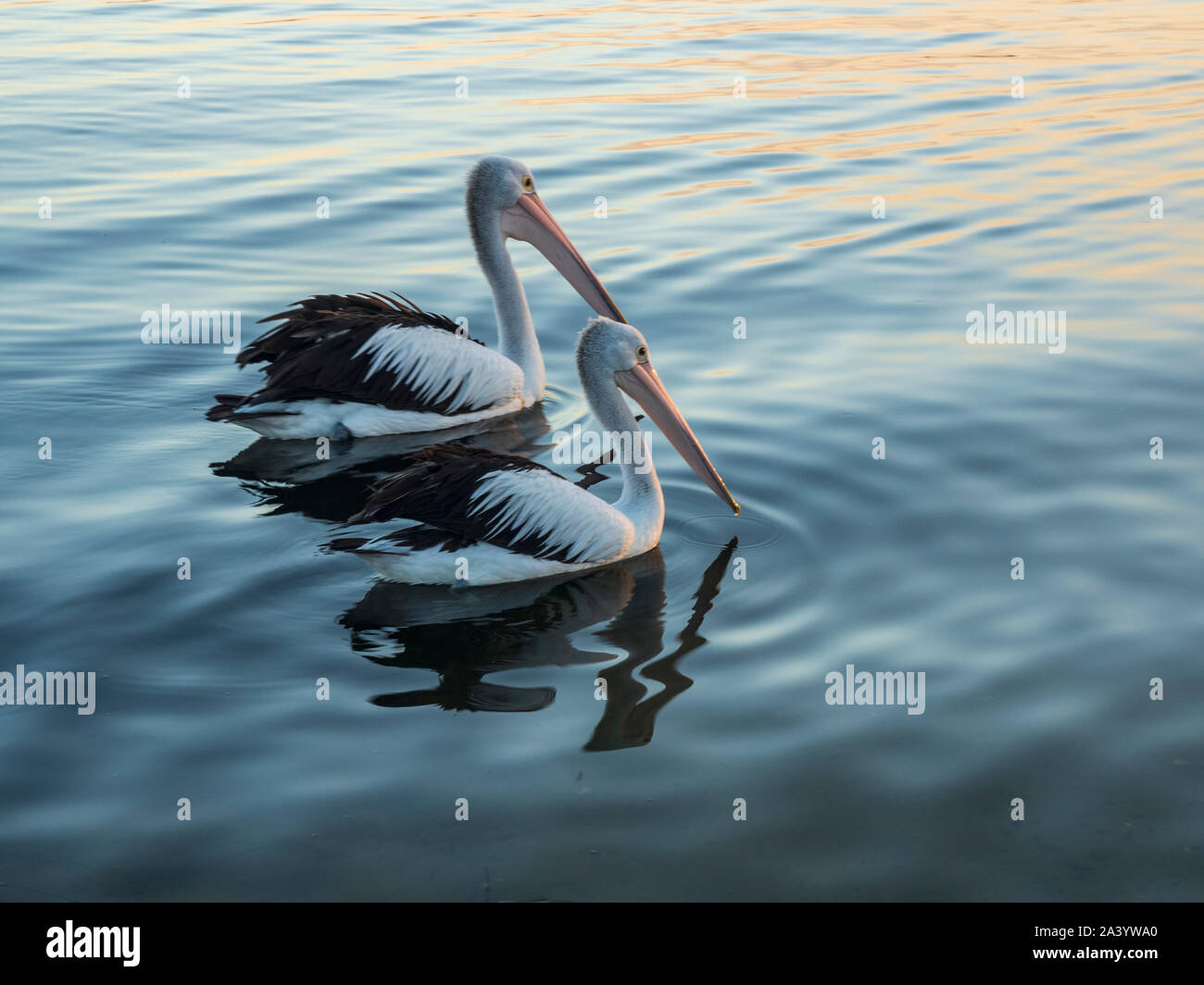 Pelicans on sea at sunset Stock Photo