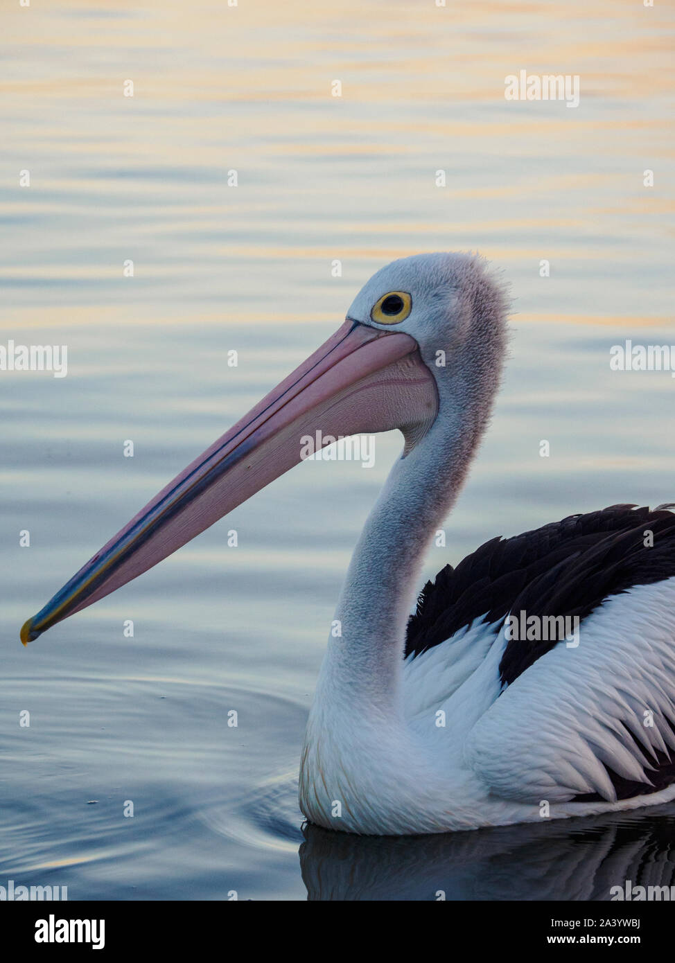 Pelican on sea at sunset Stock Photo
