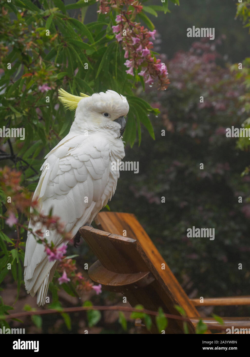 Cockatoo on wooden chair in garden in Katoomba, Australia Stock Photo