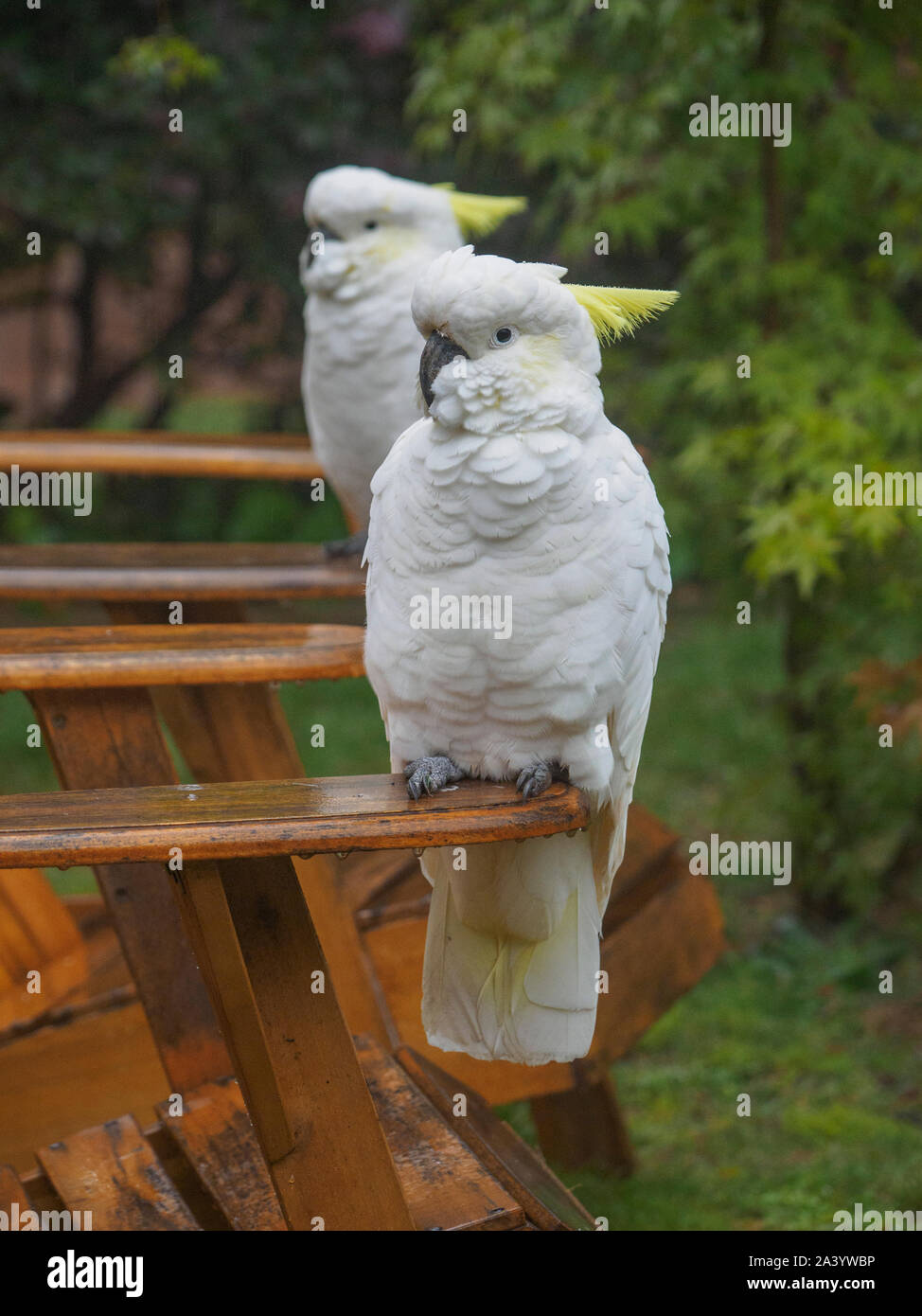 Cockatoos on wooden chairs in garden in Katoomba, Australia Stock Photo