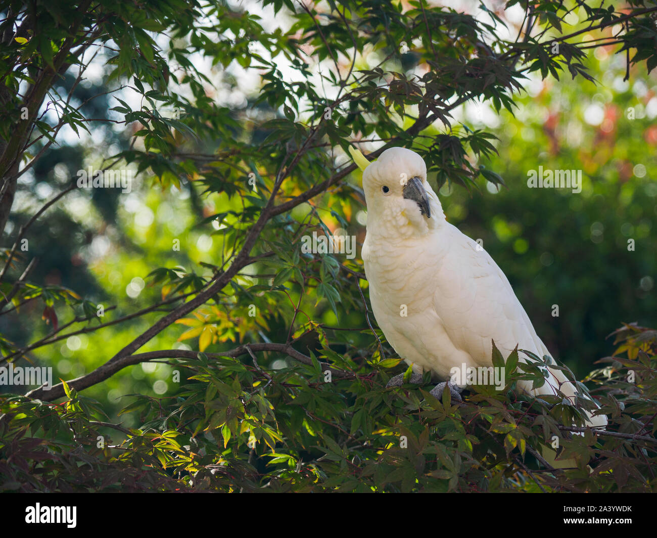 Cockatoo in tree Stock Photo