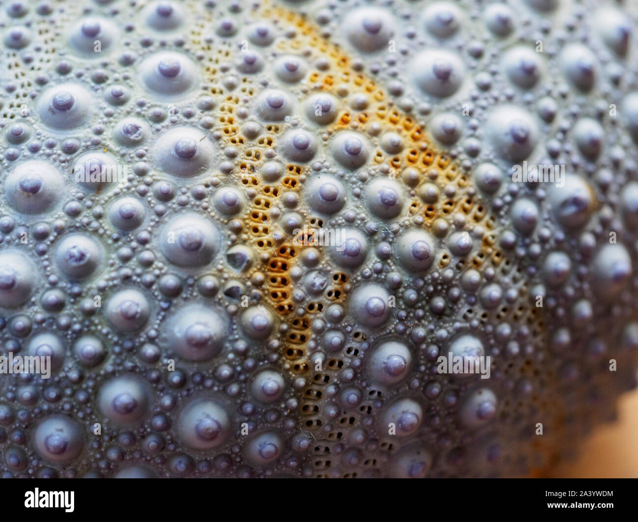 Close-up of sea urchin shell Stock Photo