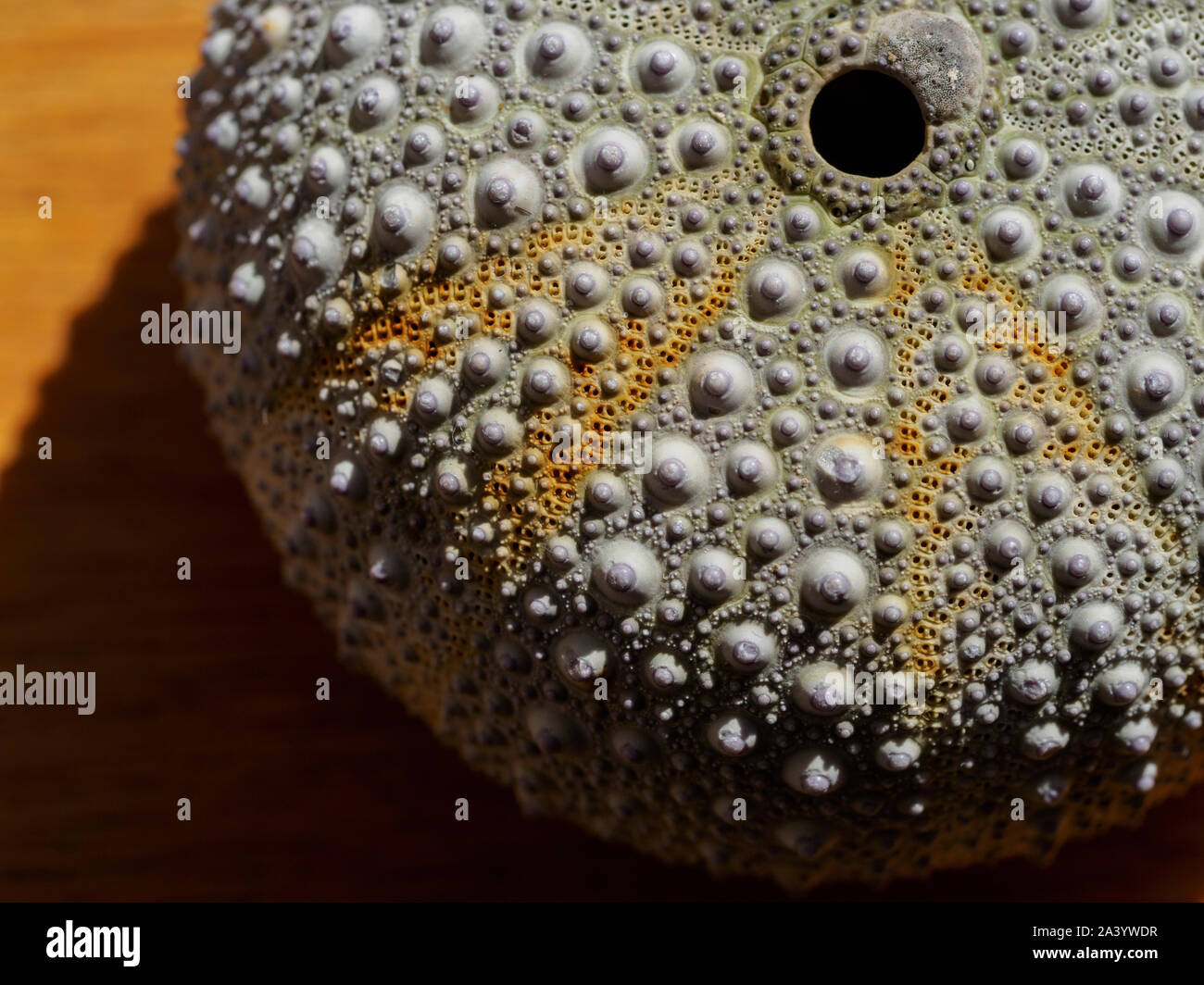 View directly above sea urchin shell Stock Photo