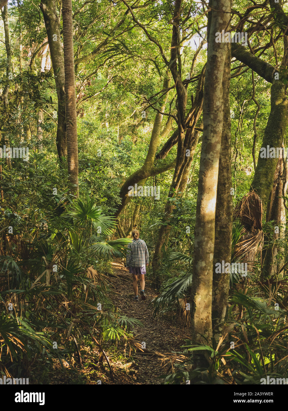 Woman walking in forest in Myall Lakes National Park, Australia Stock Photo