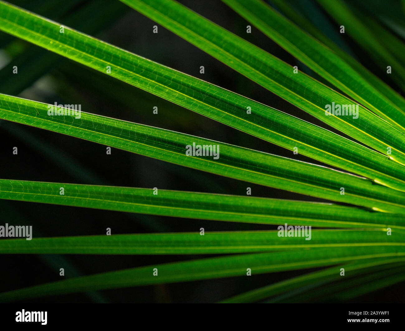 Green palm frond Stock Photo
