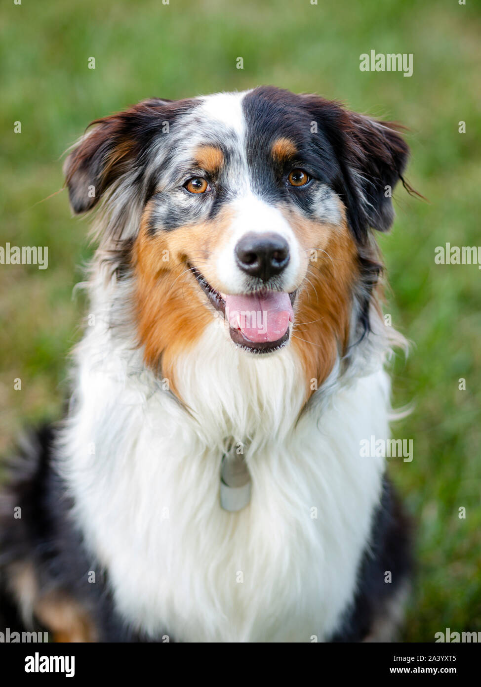 Portrait australian shepherd hi-res stock photography and images - Alamy