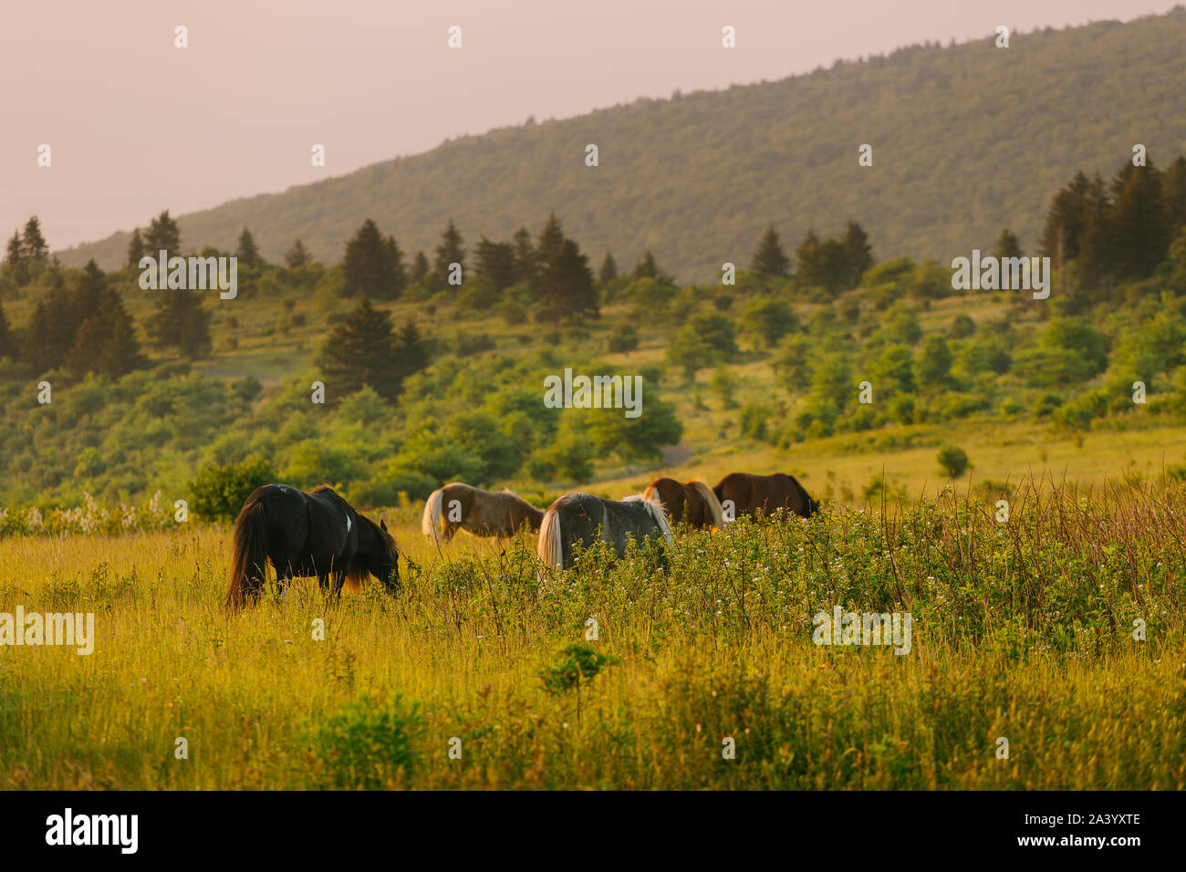 Wild ponies grazing in Mount Rogers National Recreation Area, USA Stock ...