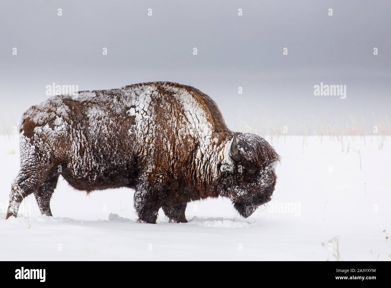 Buffalo in snow hi-res stock photography and images - Alamy
