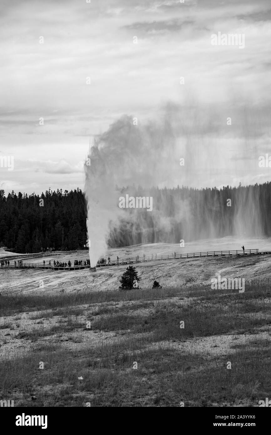 Beehive geyser during an eruption in the upper geyser basin in black and white in Yellowstone Stock Photo