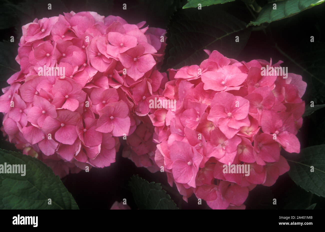 PINK HYDRANGEA MACROPHYLLA FLOWERHEADS IN FULL BLOOM. Stock Photo