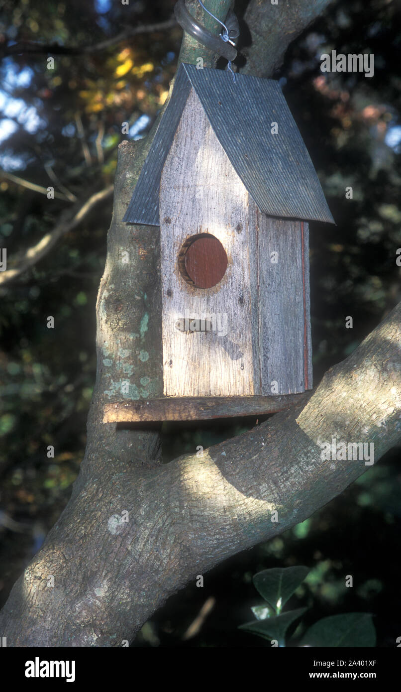 SMALL TIMBER NESTING BOX FOR BIRDS SET IN THE FORK OF A TREE, AUSTRALIA Stock Photo