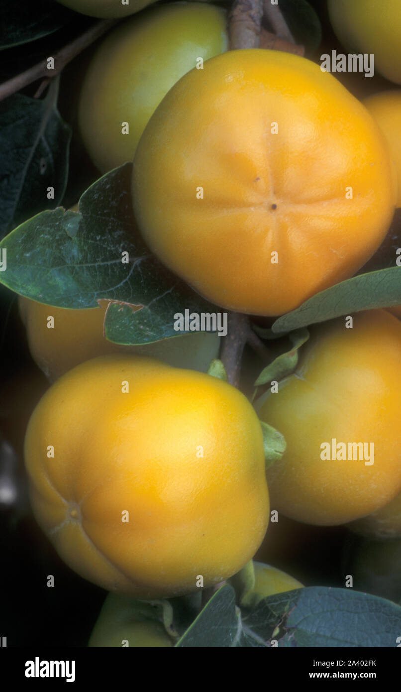 Kaki fruit diospyros kaki hi-res stock photography and images - Alamy
