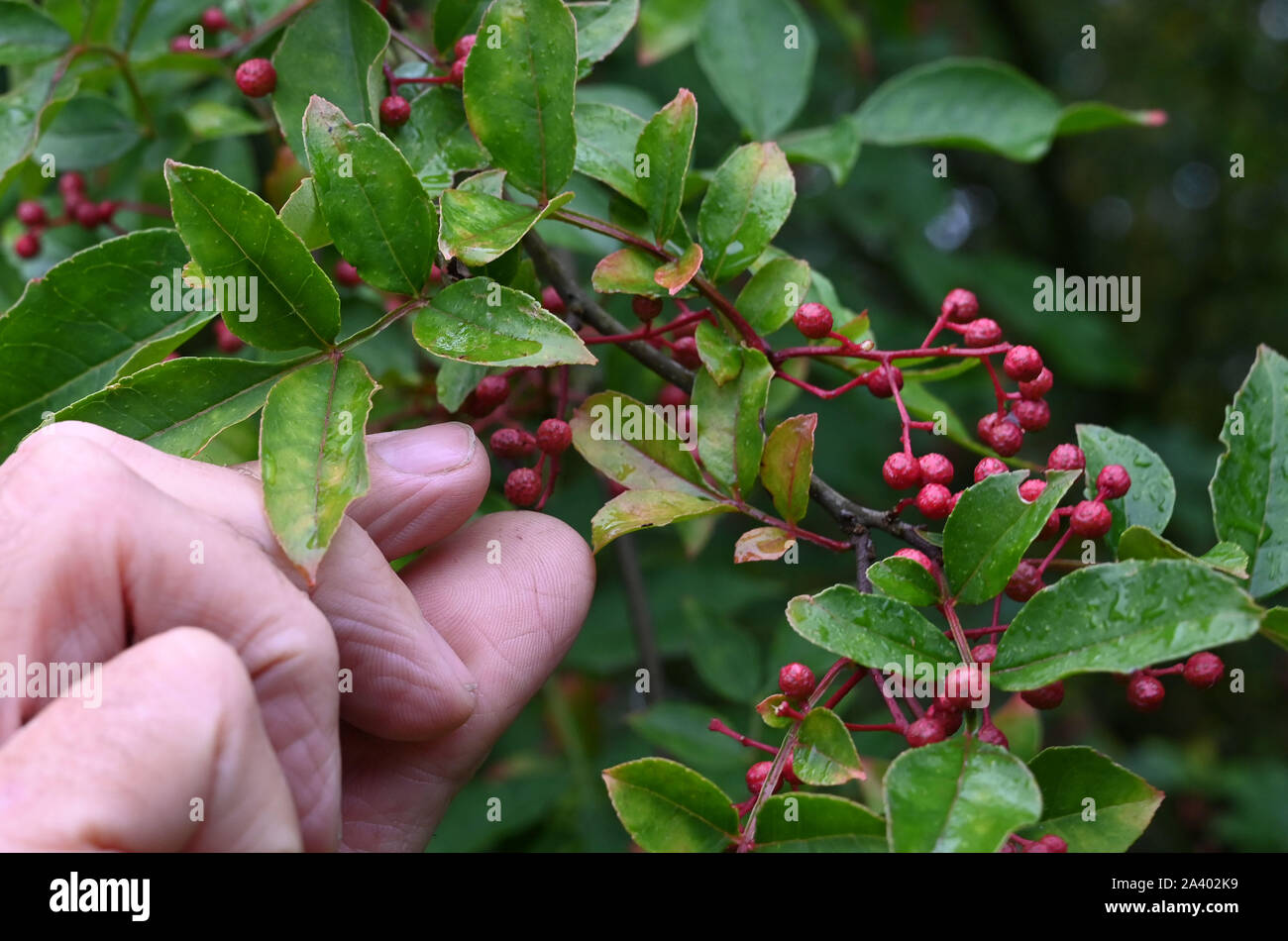 Winkelsett, Germany. 04th Oct, 2019. Frits Deemter, owner of the dining garden stands on a Szechuan pepper bush. Pepper is a spicy tasting spice and not related to black pepper. The plant grows in the garden with probably the largest collection of edible plants in Germany. Credit: Carmen Jaspersen/dpa/Alamy Live News Stock Photo