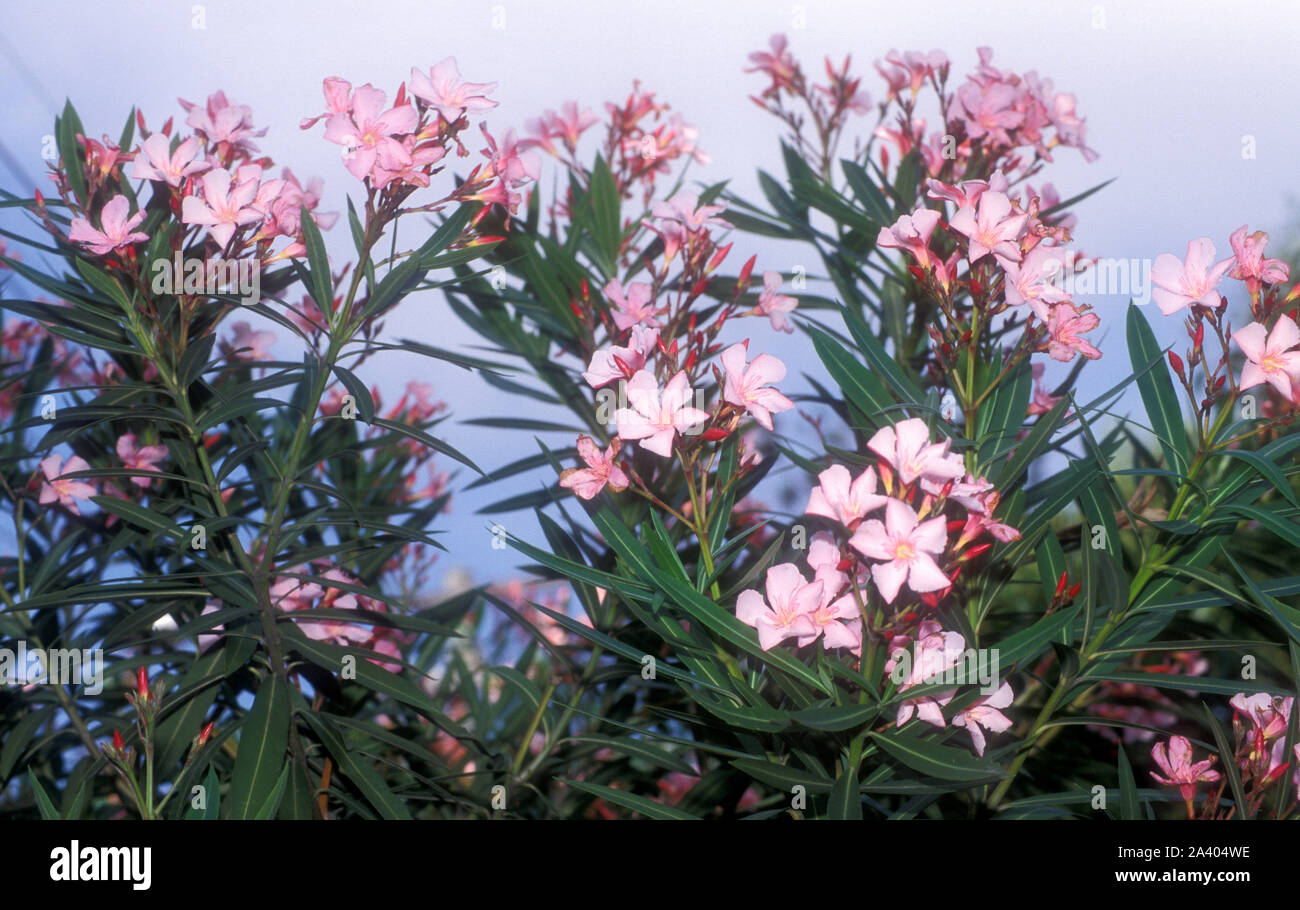 PINK OLEANDER BUSH (NERIUM OLEANDER Stock Photo Alamy
