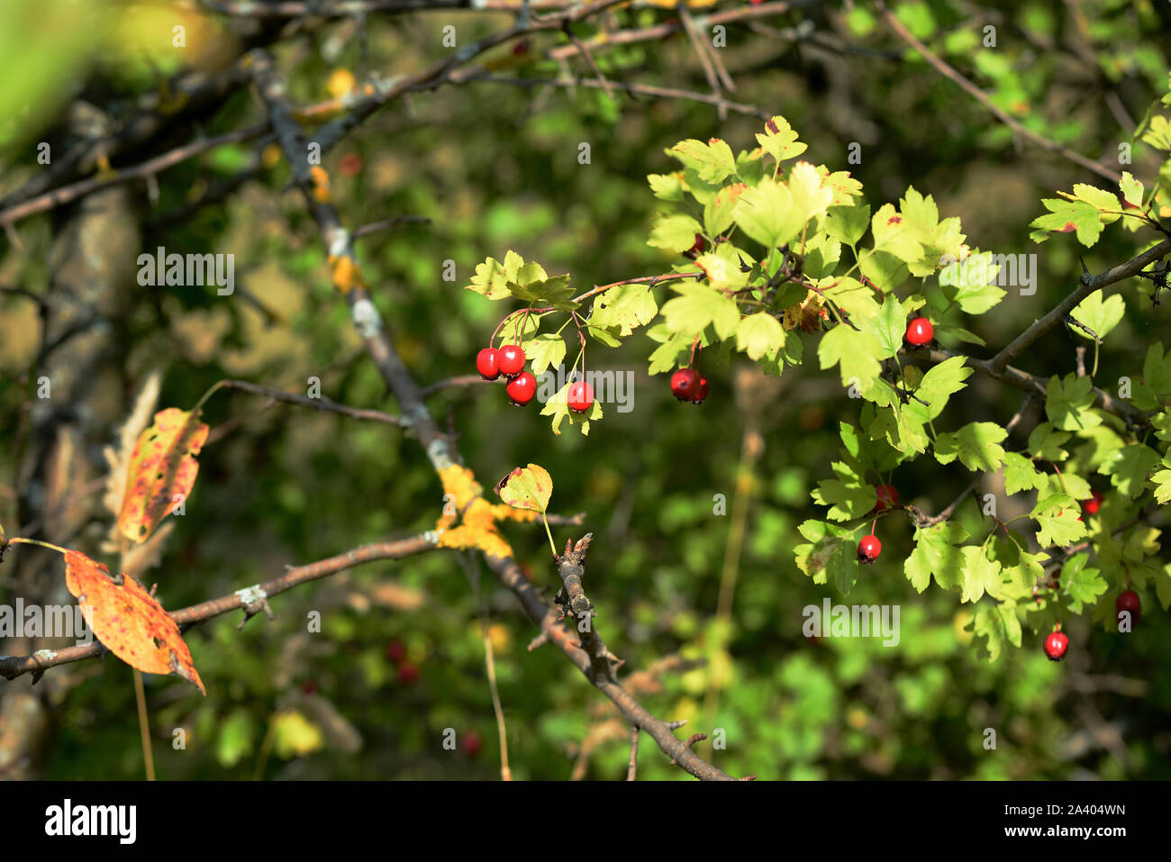 Red berries of hawthorn bush hi-res stock photography and images - Alamy
