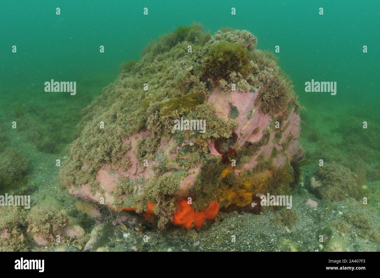 Rock with colorful sponges and growth of short algae on flat bottom. Stock Photo