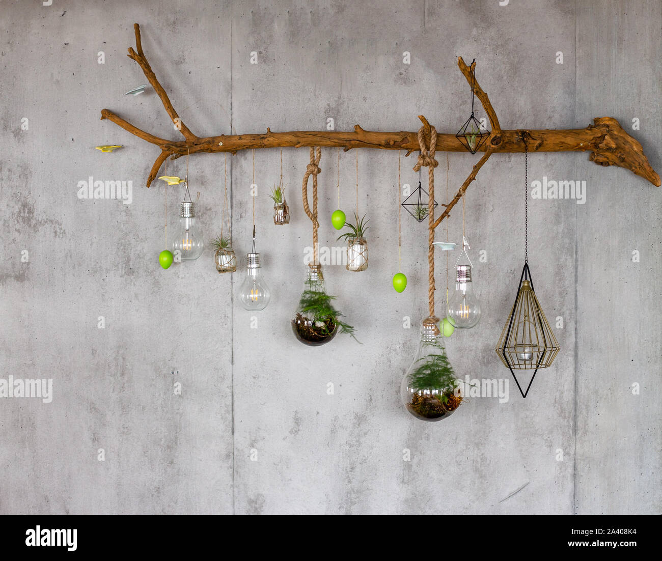 Wodden branch with bulbs and room plants hanging on stone wall decorating the living room. Stock Photo