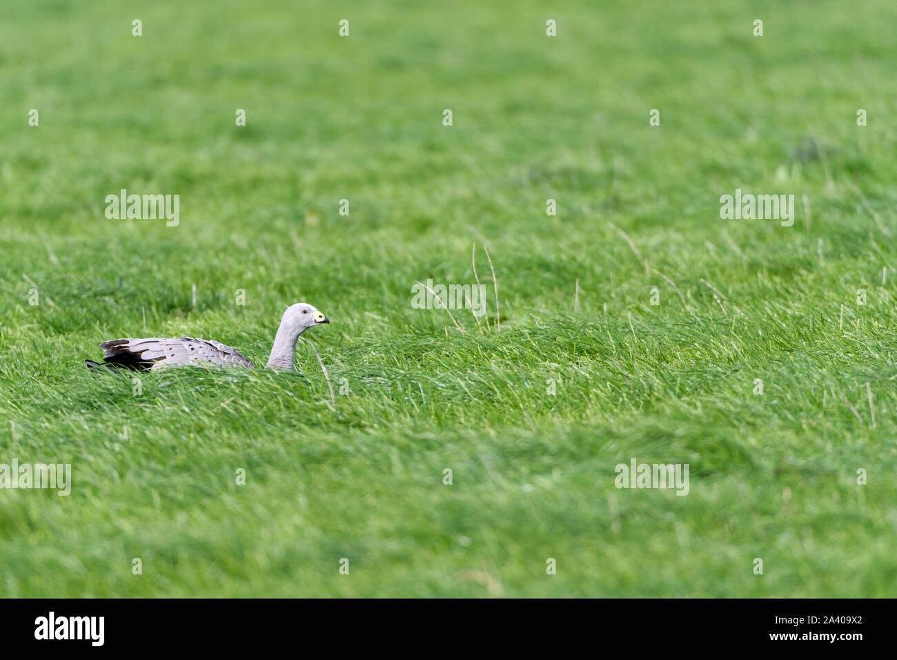 Cape Barren goose seated in a lush, green grassy field at Cape Grim in Tasmania. Stock Photo