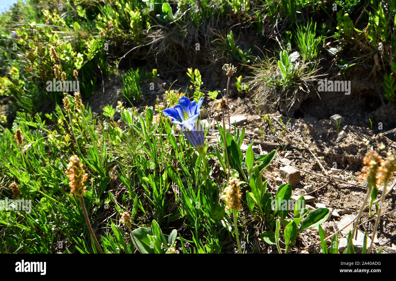 Stemless gentian (Gentiana acaulis) is mountain blue flower growing in the Alps. Stock Photo