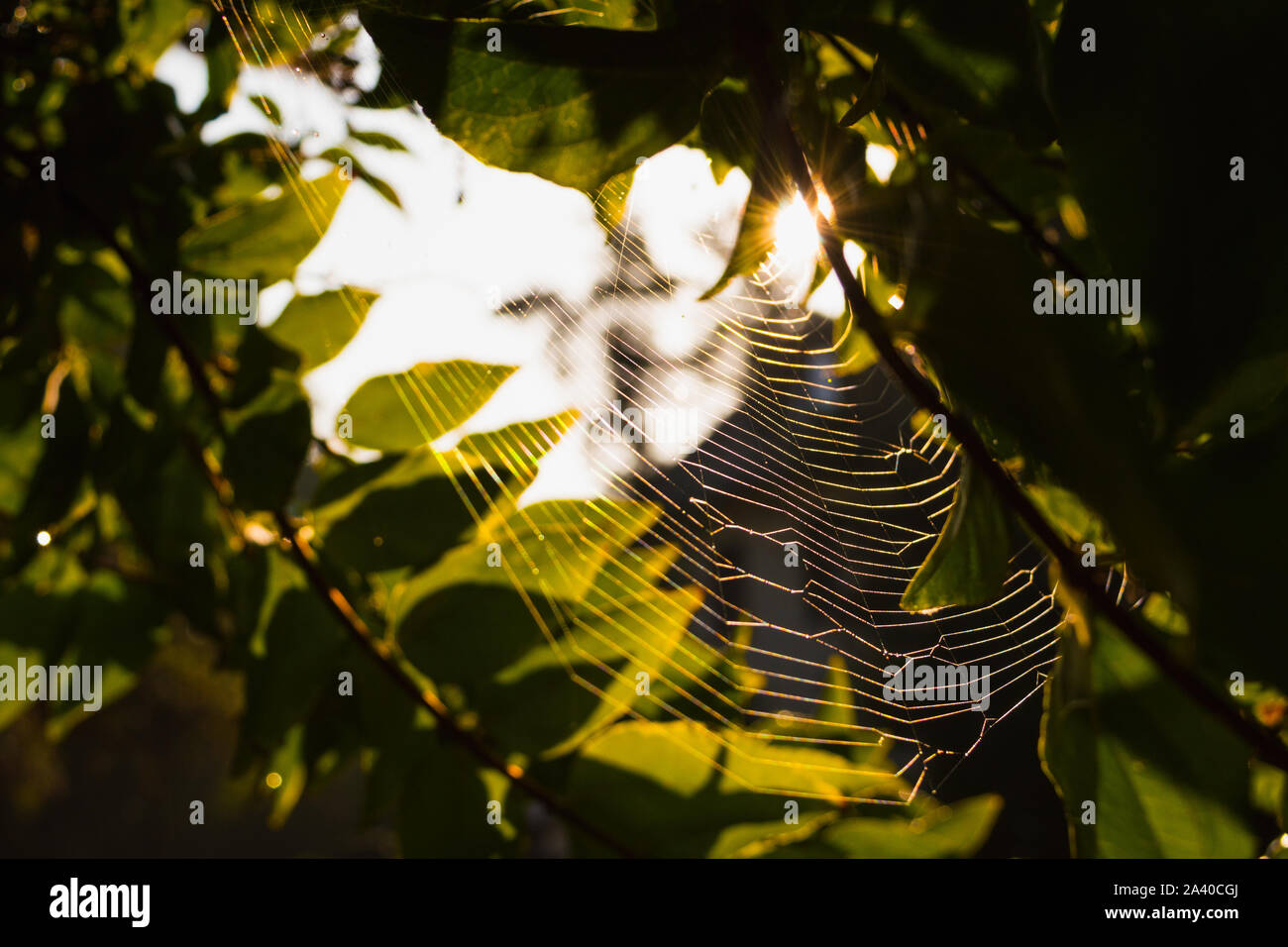 Spinnennetz in der Sonne Stock Photo