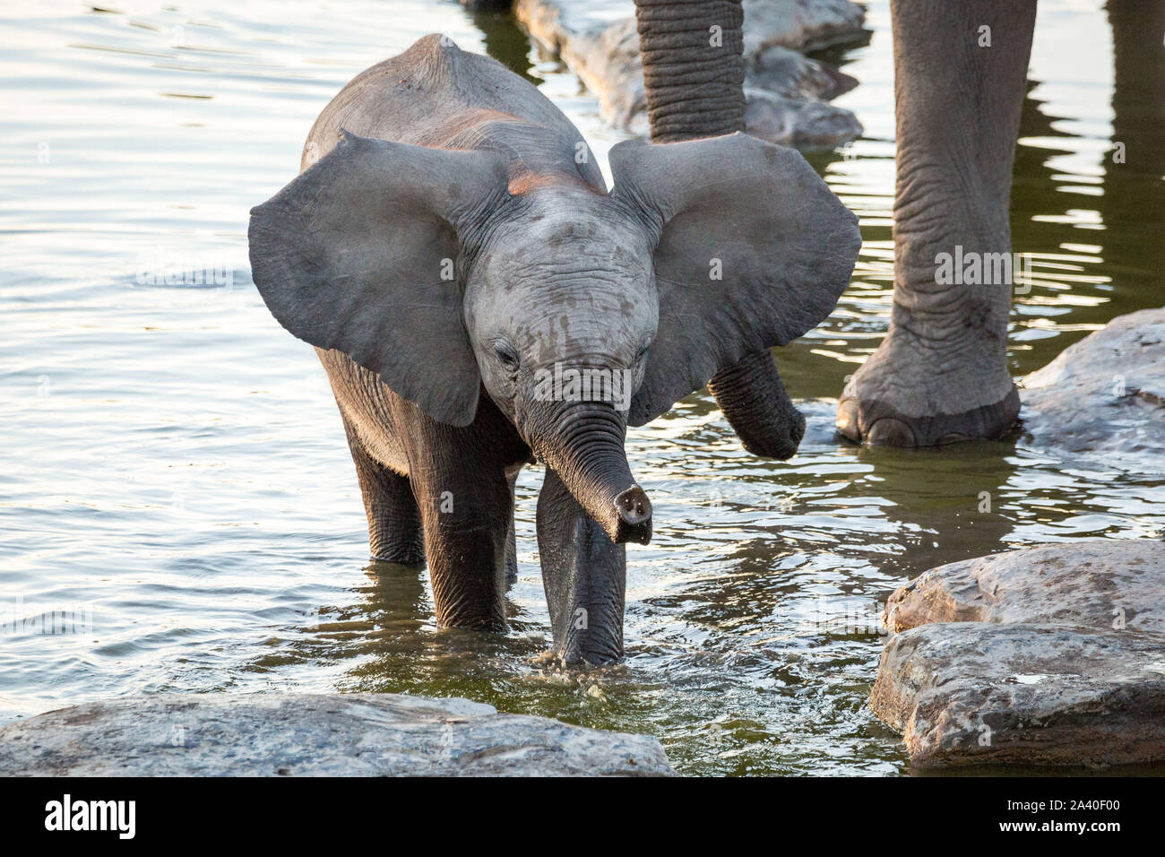 Cute elephant baby standing in a waterhole and playing with the water, Etosha, Namibia, Africa Stock Photo