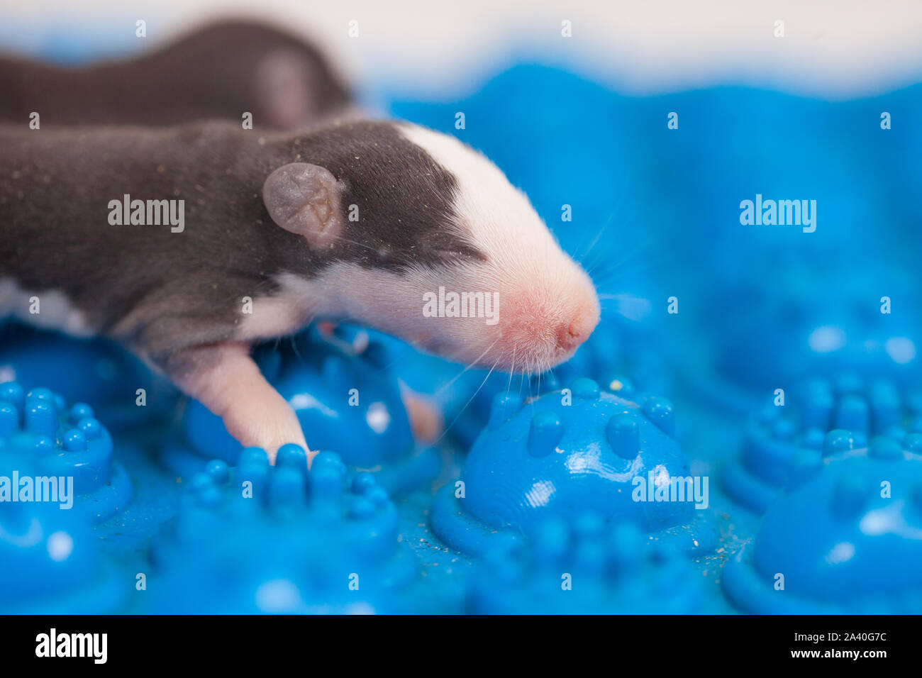 The face of the newborn mouse close-up. Little baby rat. Decorative pets. Stock Photo