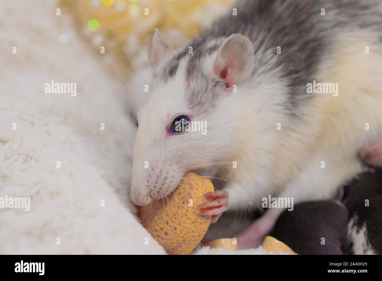 The rat eats a piece of cheese. Muzzle of a decorative mouse closeup