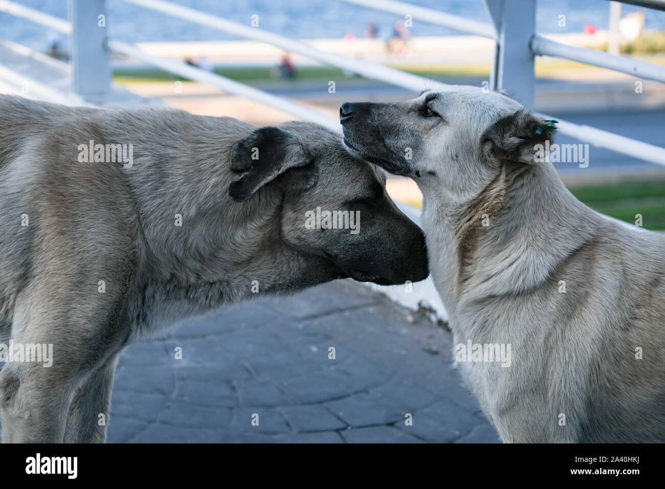 Two big old urban dogs with ear tags, getting to know and greeting each other by sniffing in the middle of the street in Izmir, Turkey. Stock Photo