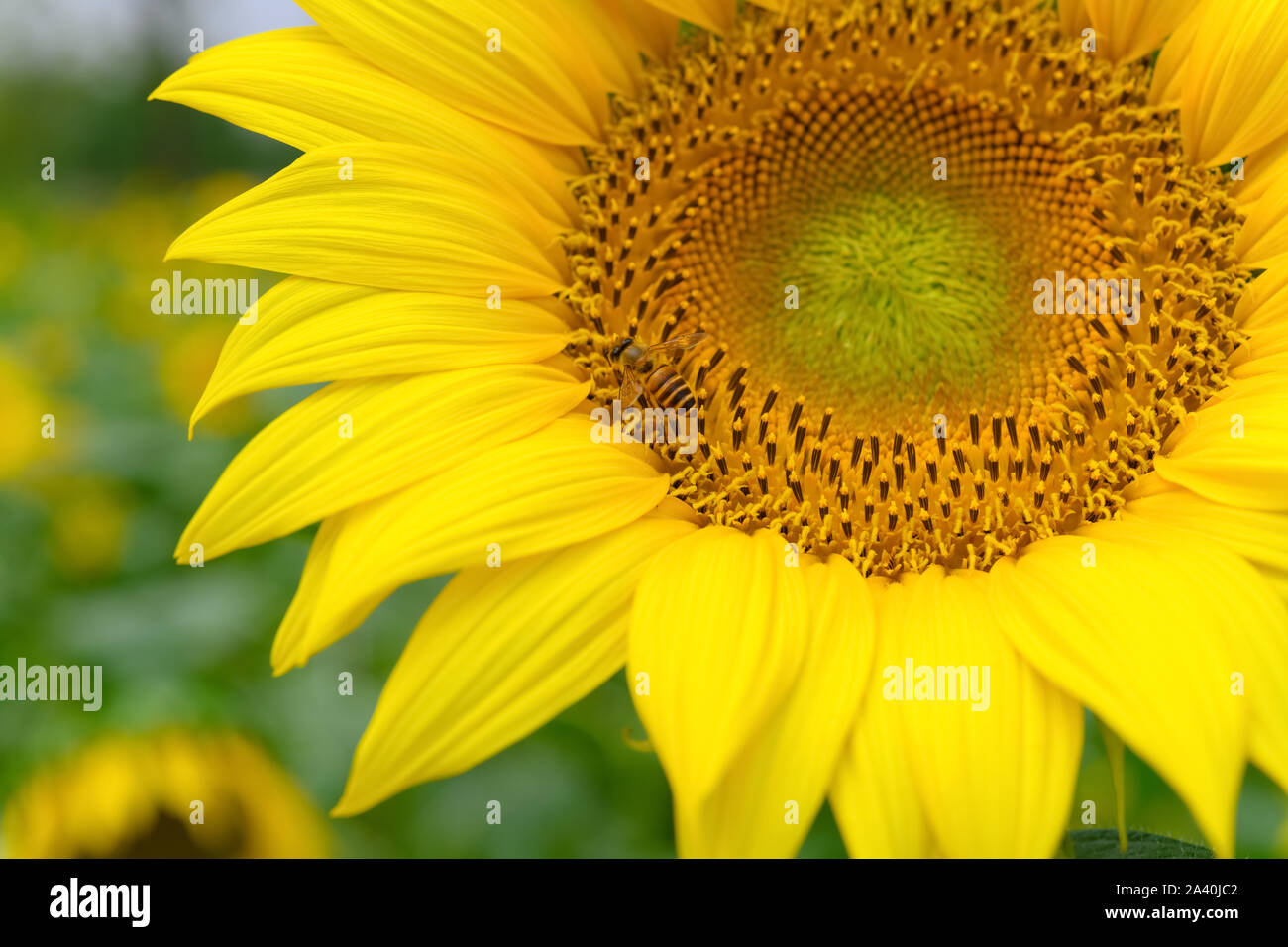 honey bee collecting pollen on a blooming sunflower Stock Photo - Alamy