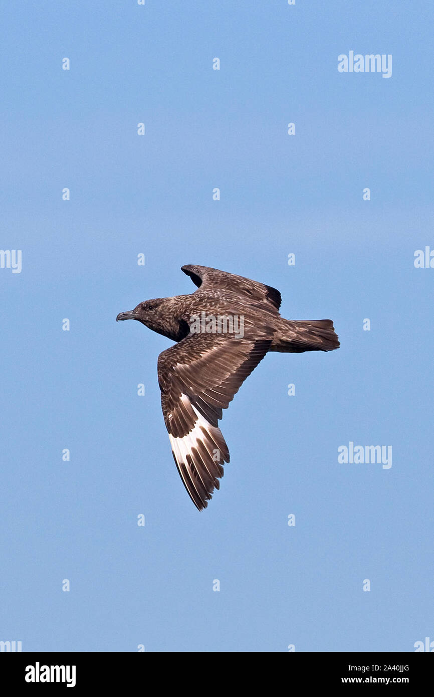 Great Skua (Stercorarius Skua Stock Photo - Alamy