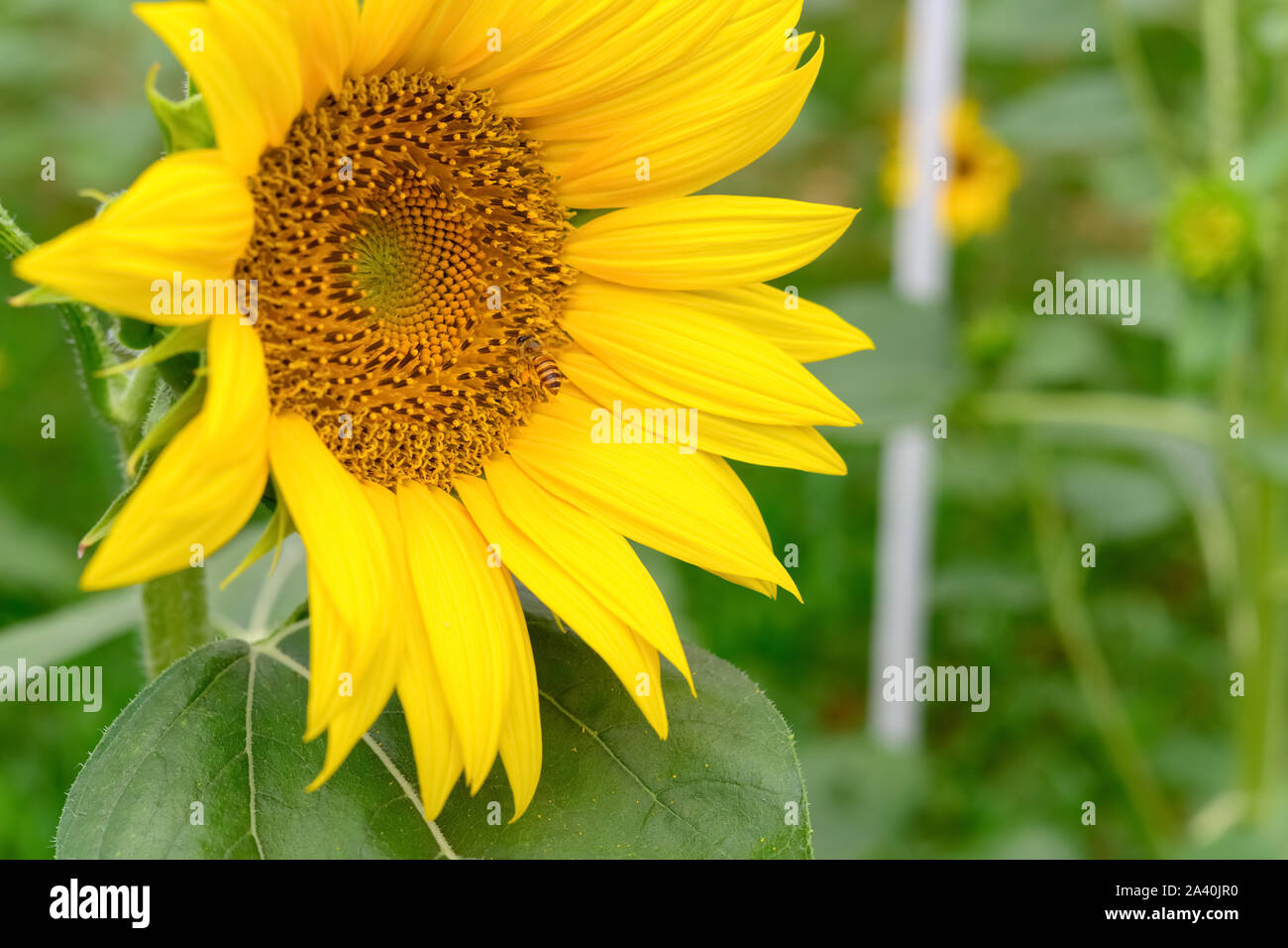 honey bee collecting pollen on a blooming sunflower Stock Photo - Alamy