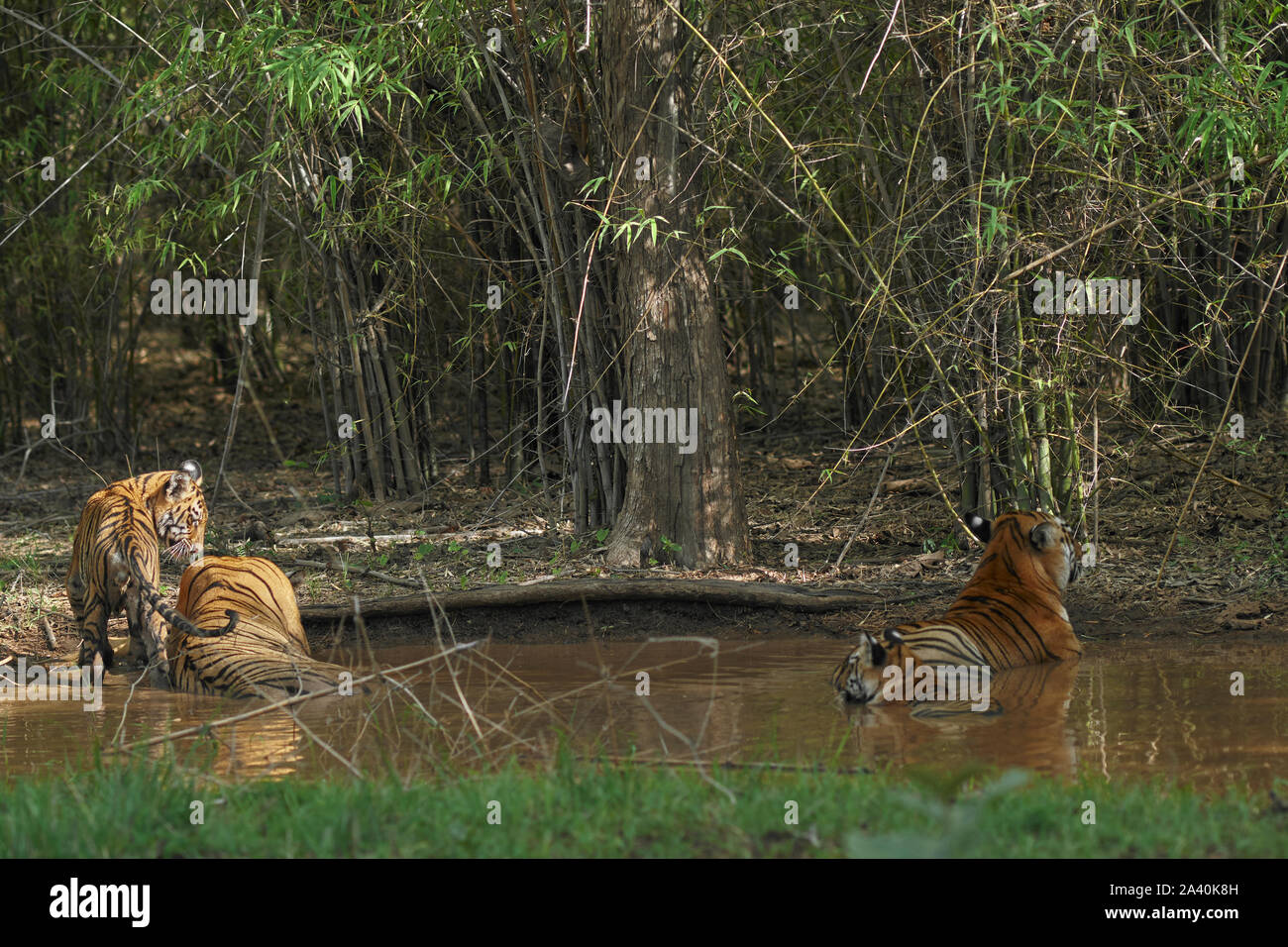 Maya Tigress and matkasur male Tiger father with cubs cooling off in monsoon, Tadoba Forest, India. Stock Photo
