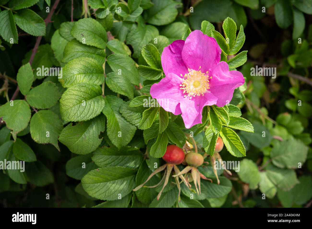 Rosa rugosa flower. Pink rose on outdoor Stock Photo