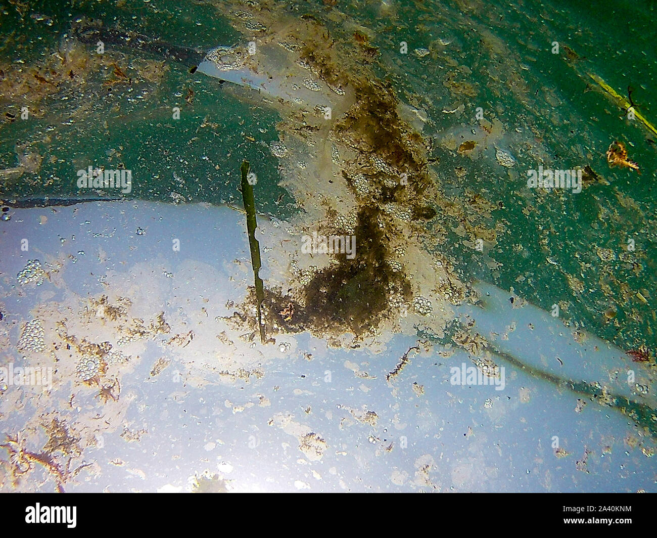 Bonassola (Sp) - mare sporco e invaso da meduse Stock Photo