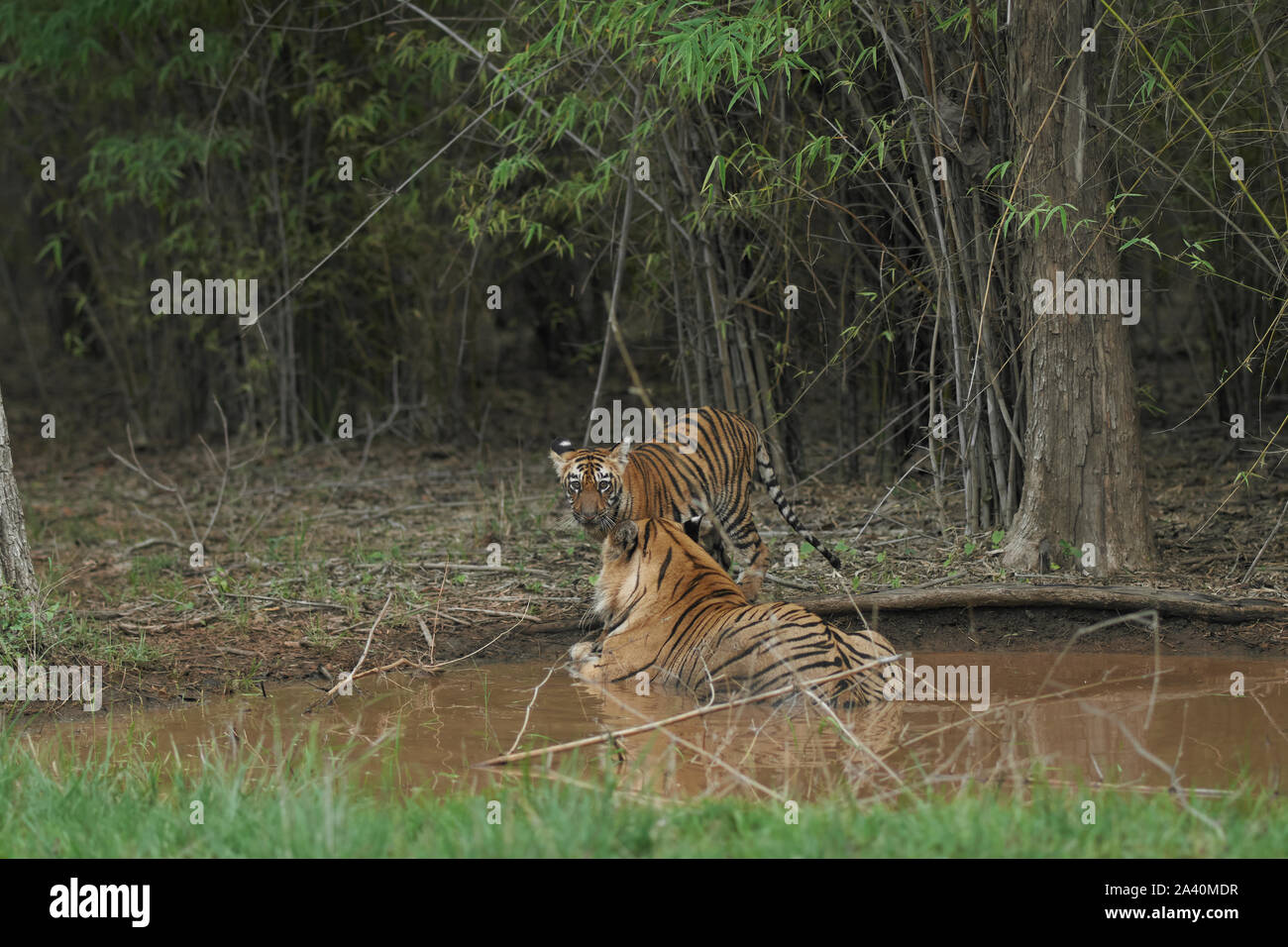 Matkasur Male Tiger cooling off with his cub in monsoon, Tadoba forest, India. Stock Photo
