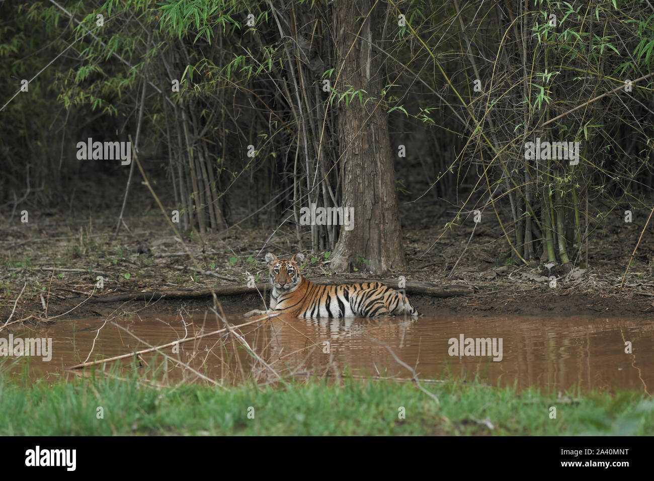 Maya Tigress Cub in monsoon at Tadoba forest, India. Stock Photo