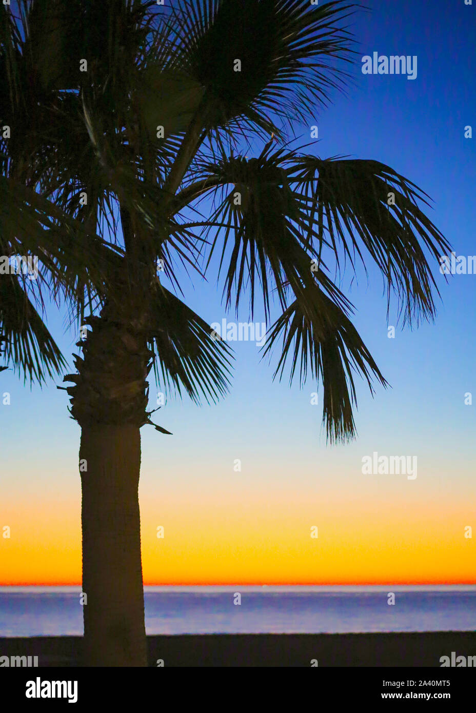 Palm Trees at Sunrise at the beach Stock Photo - Alamy