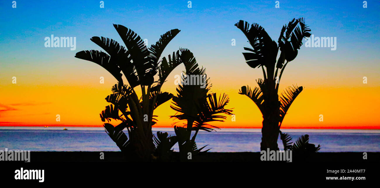 Palm Trees at Sunrise at the beach Stock Photo - Alamy