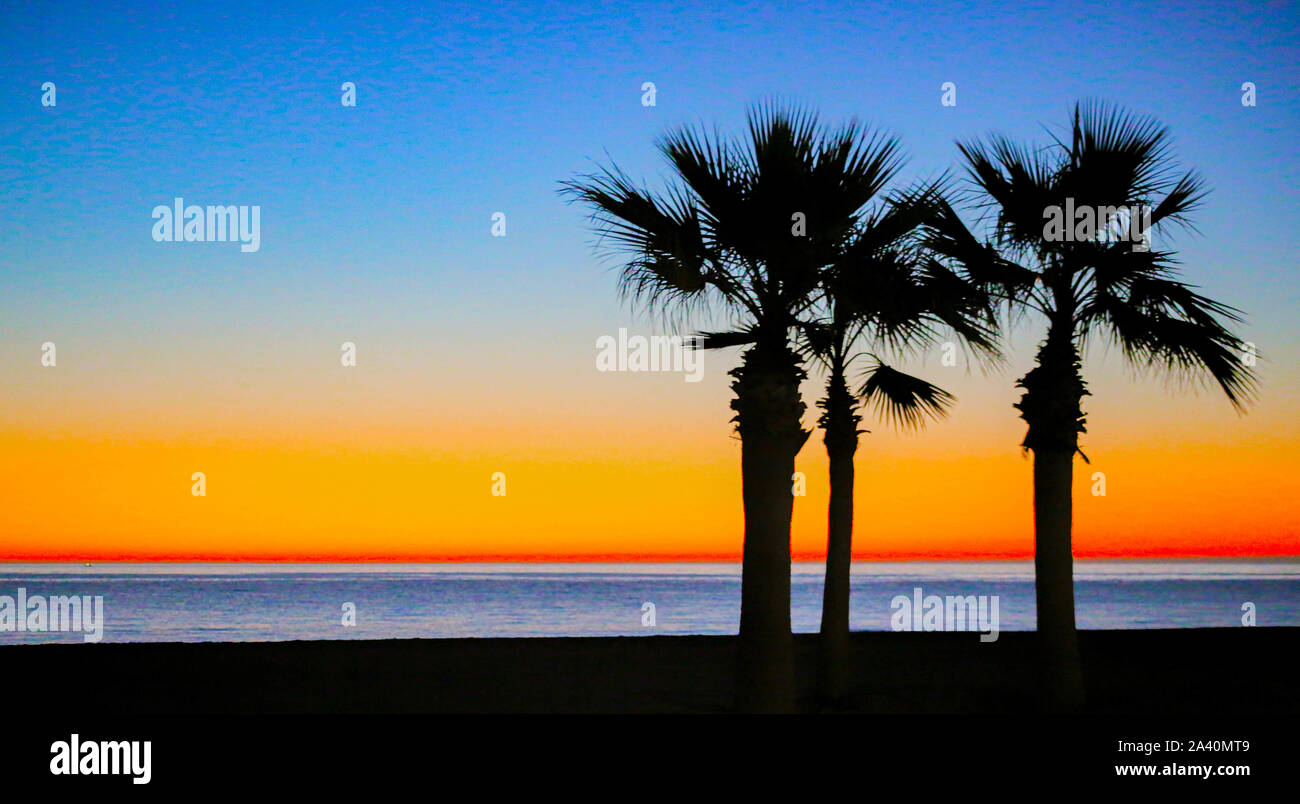 Palm Trees at Sunrise at the beach Stock Photo - Alamy
