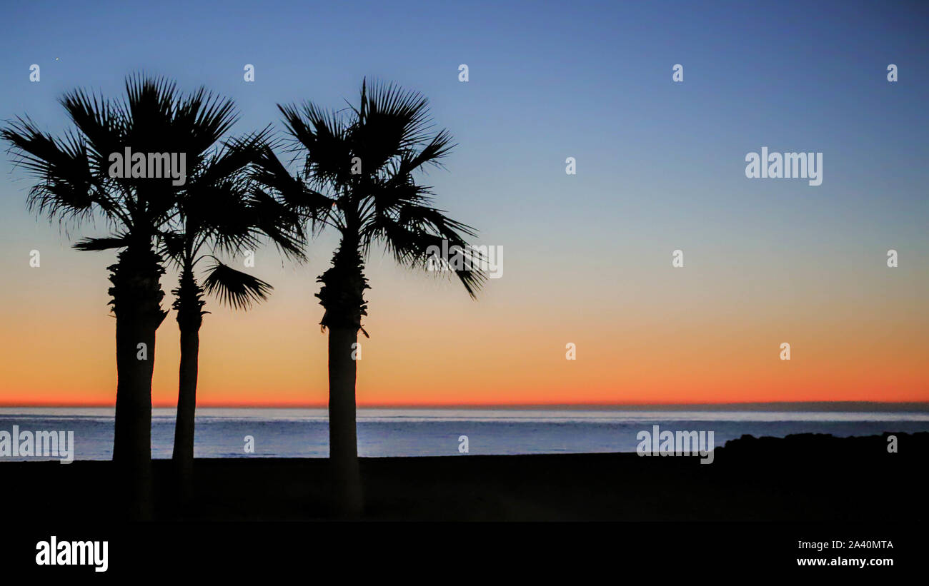 Palm Trees at Sunrise at the beach Stock Photo - Alamy