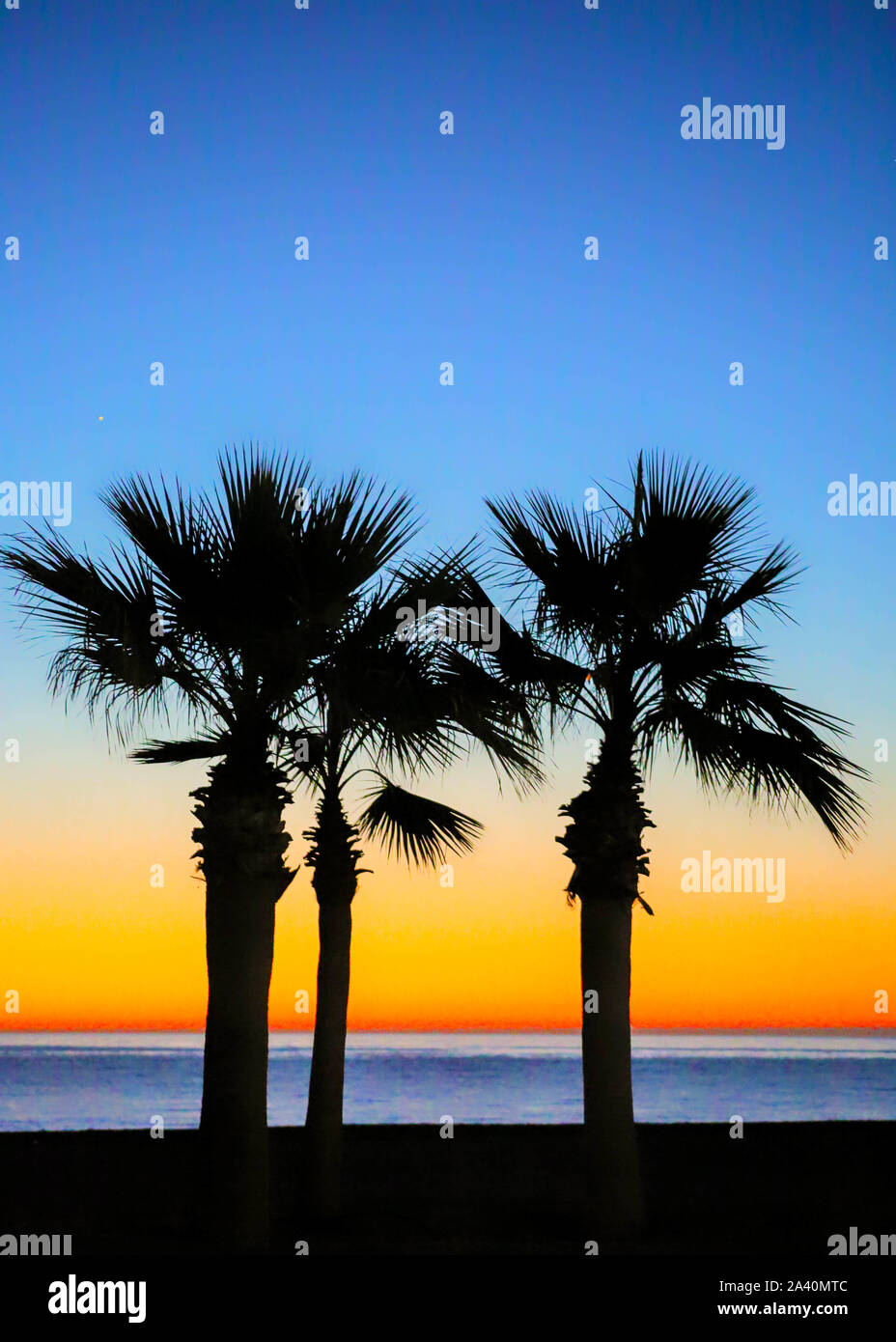 Palm Trees at Sunrise at the beach Stock Photo - Alamy