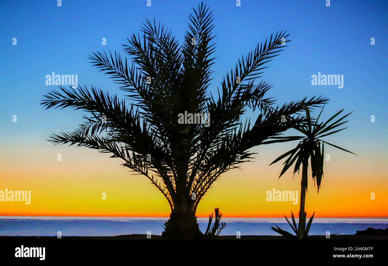 Palm Trees at Sunrise at the beach Stock Photo - Alamy