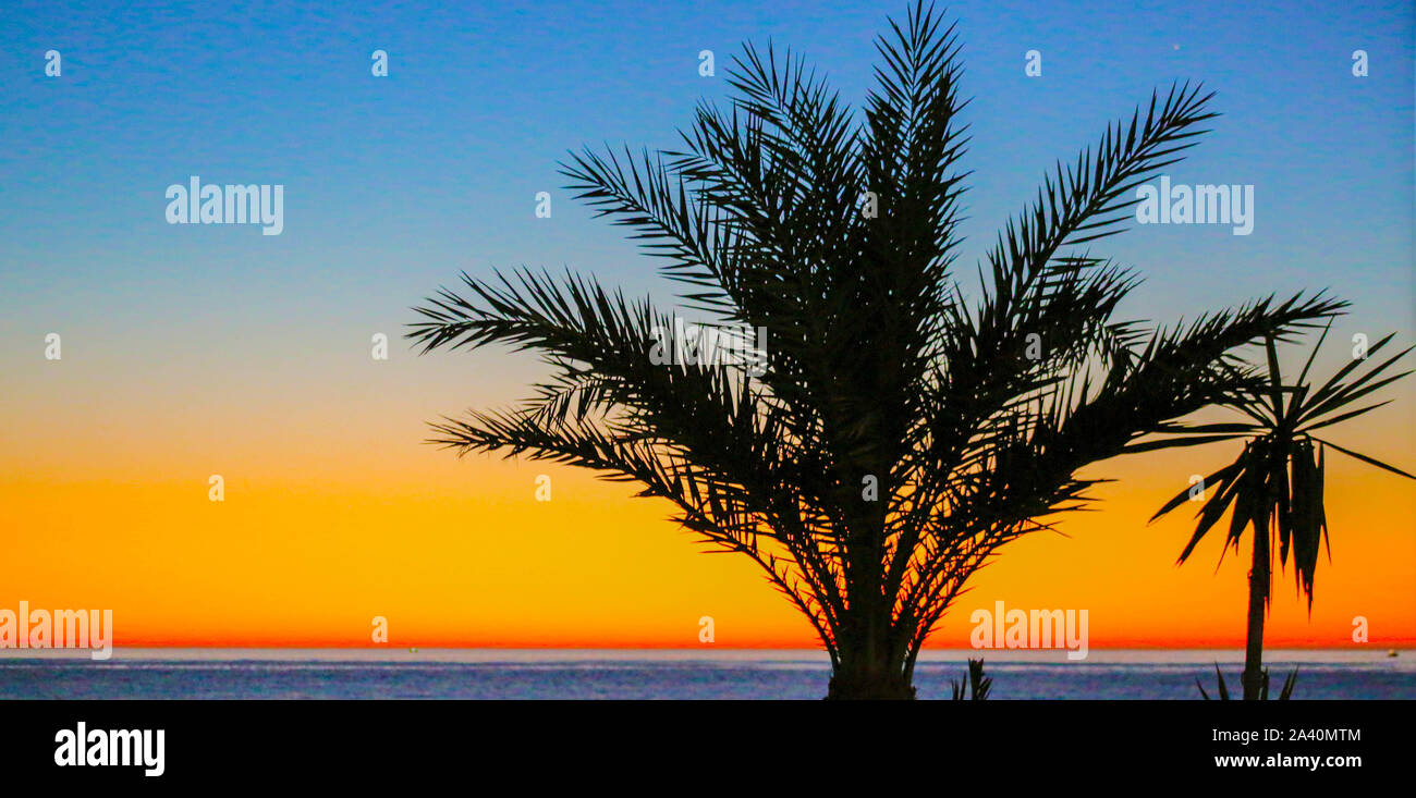 Palm Trees at Sunrise at the beach Stock Photo - Alamy