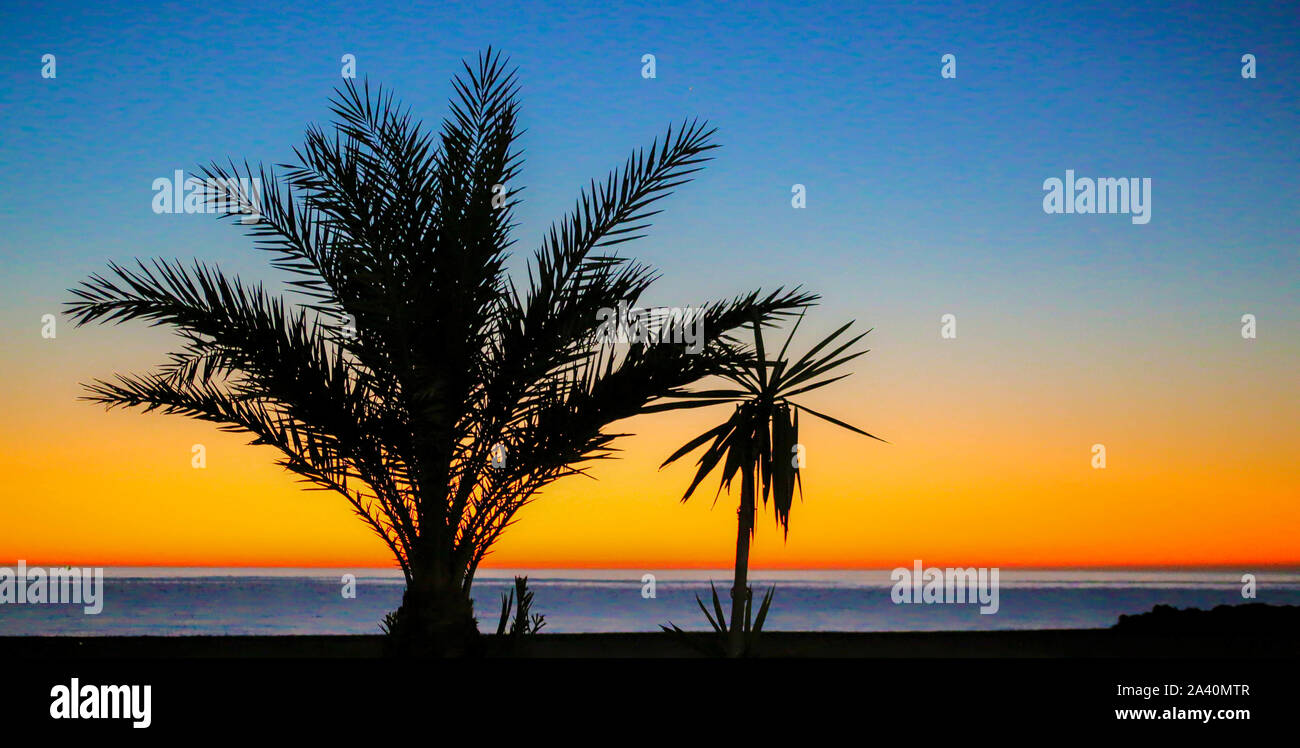 Palm Trees at Sunrise at the beach Stock Photo - Alamy