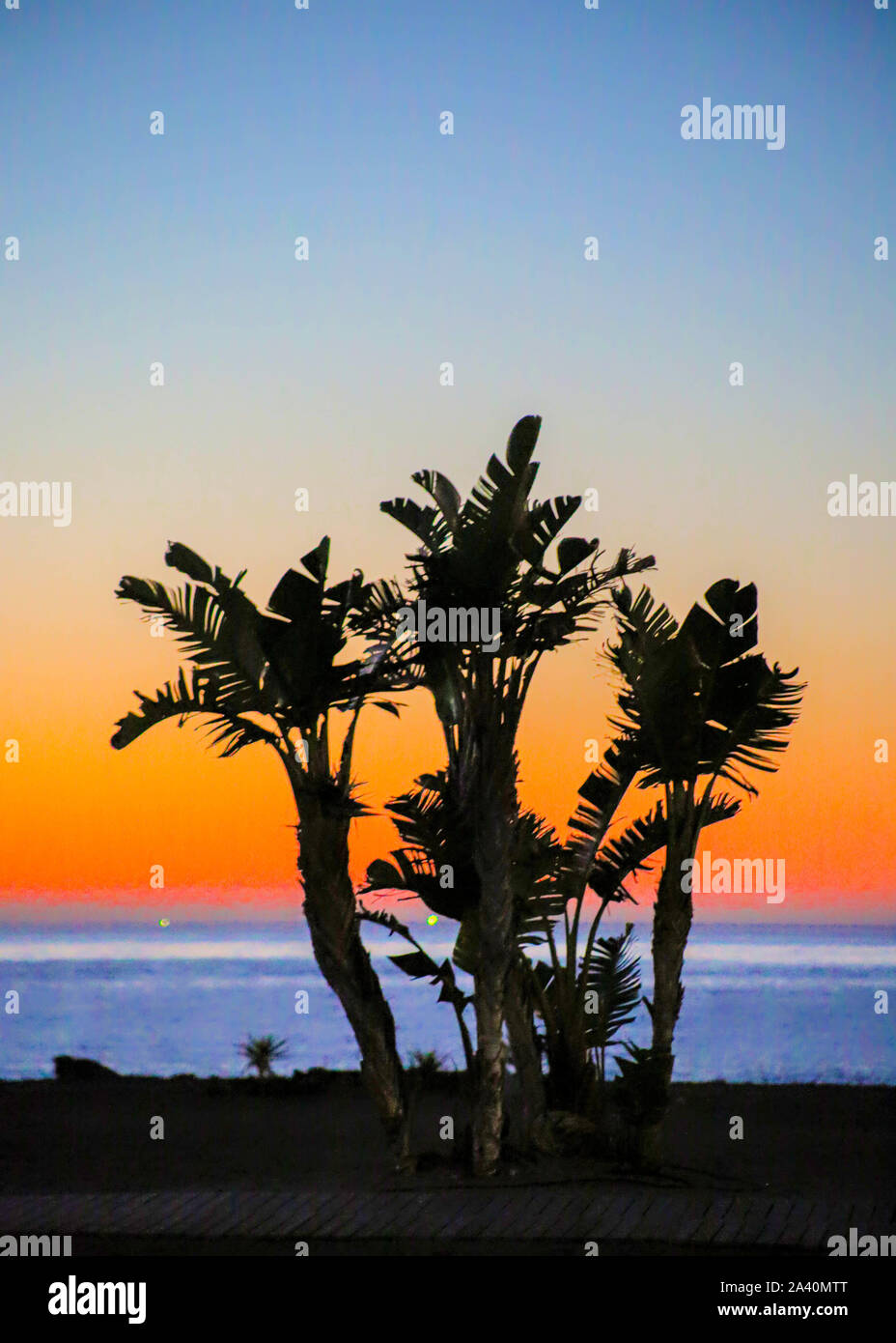 Palm Trees at Sunrise at the beach Stock Photo - Alamy