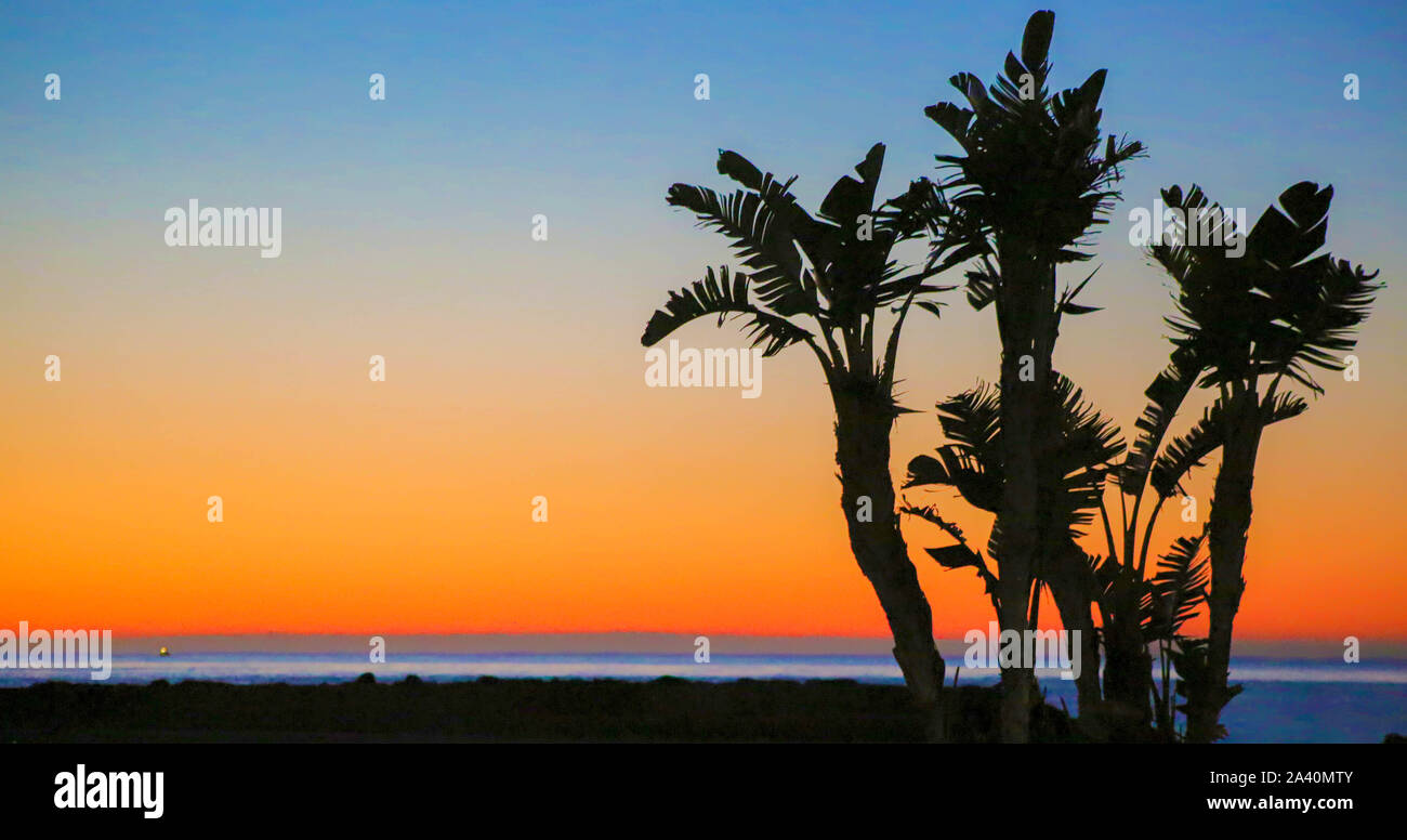 Palm Trees at Sunrise at the beach Stock Photo - Alamy